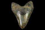 Serrated Fossil Megalodon Tooth - Colorful Blade #129168-1